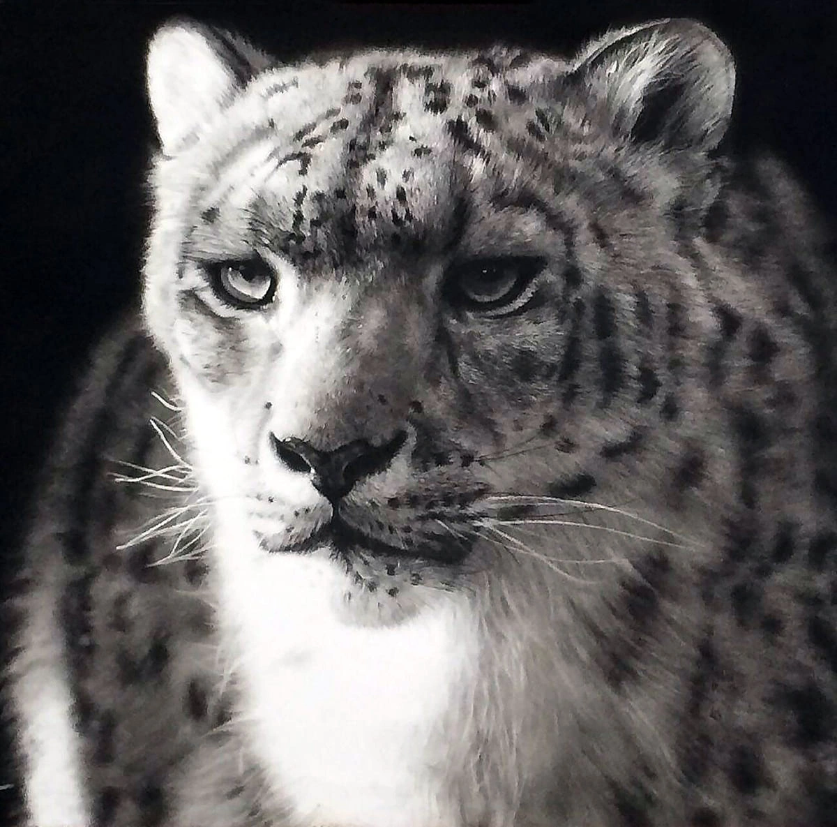 Silent Roar